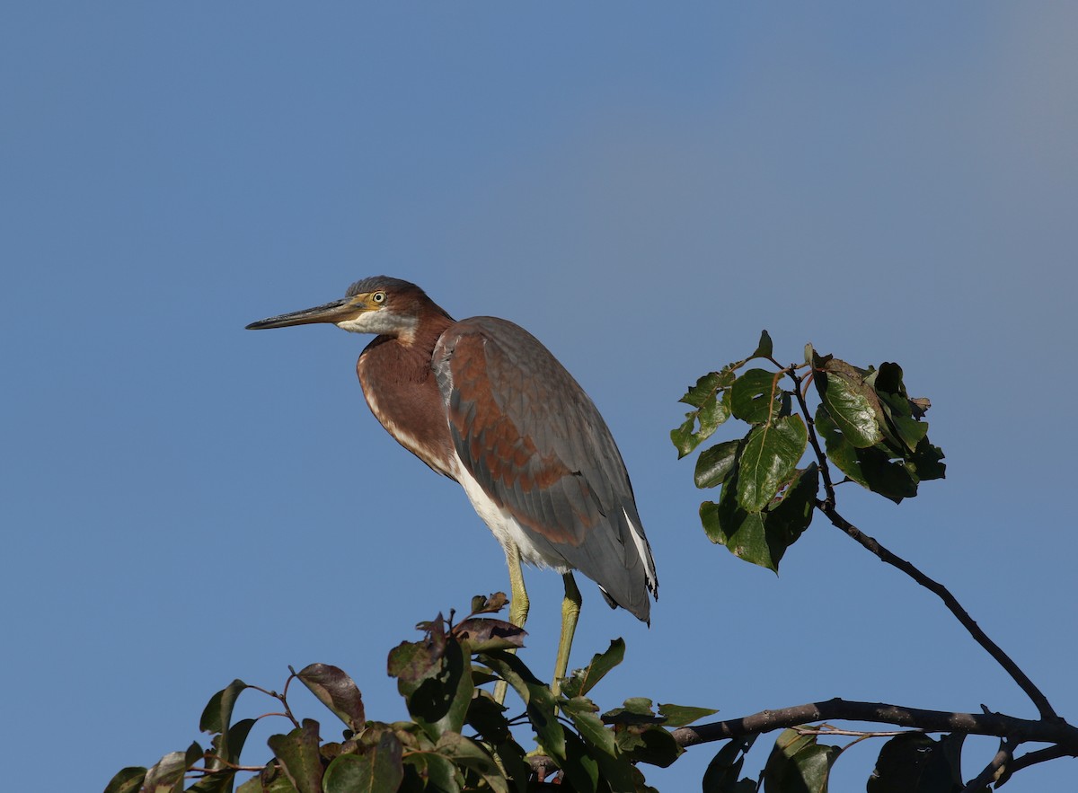 Tricolored Heron - ML479928031