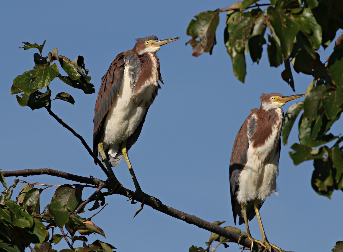 Tricolored Heron - ML479928041