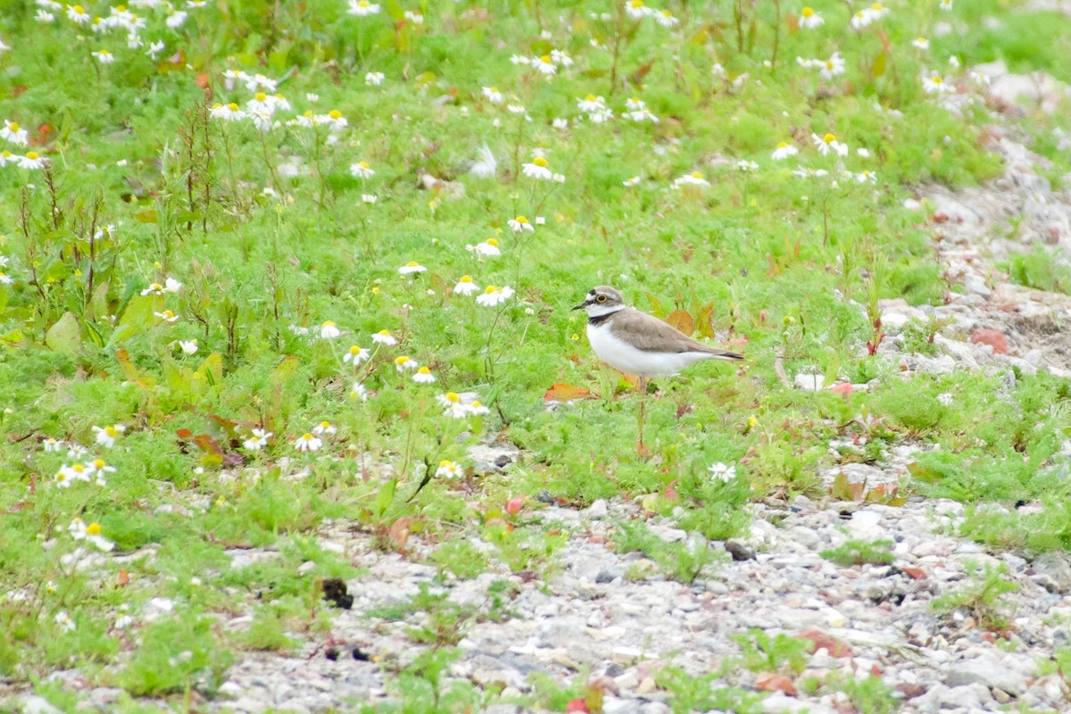 Little Ringed Plover - ML479928391