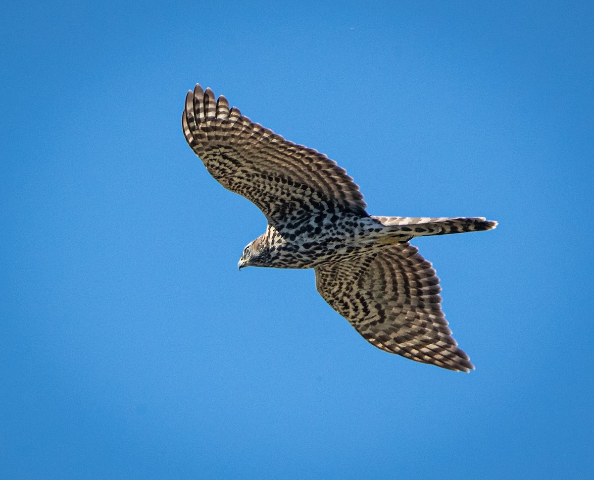 American Goshawk - ML479929611