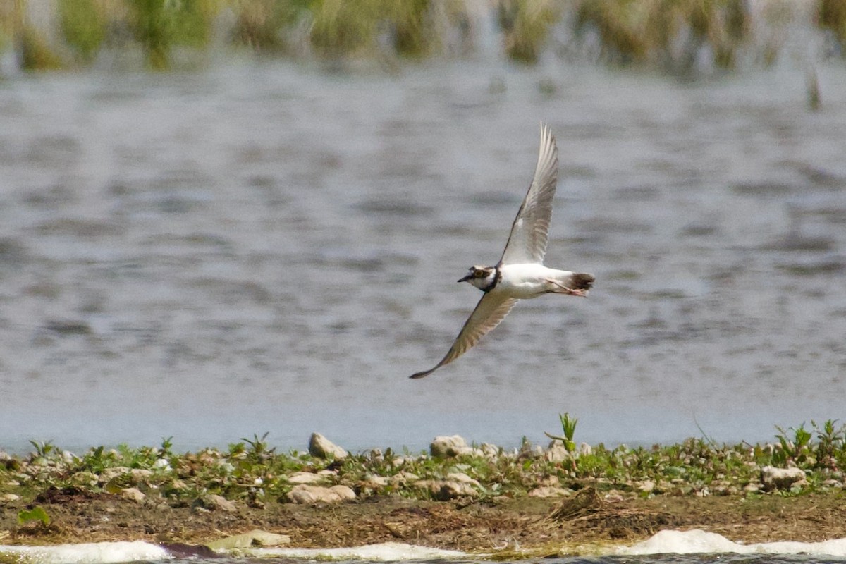 Little Ringed Plover - ML479929771