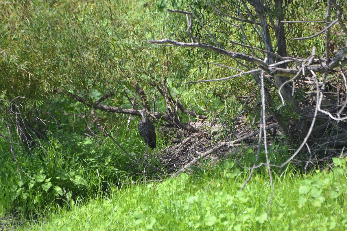 riksetrane - ML479929851