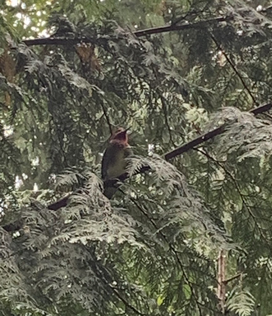 Red-breasted Sapsucker - ML479931071