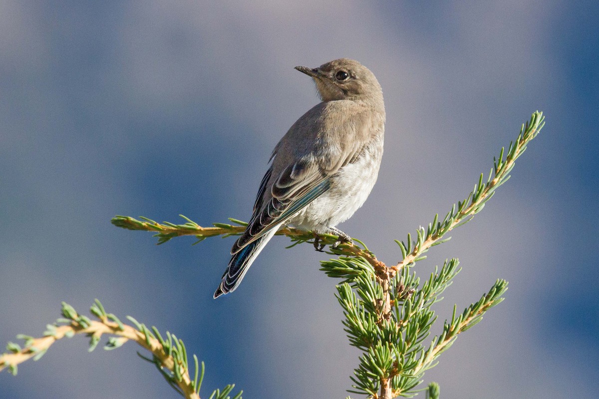 Mountain Bluebird - ML479931231