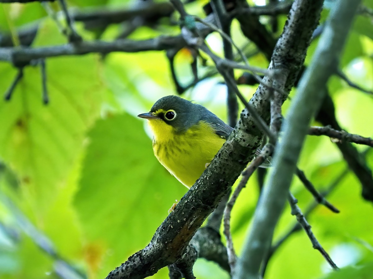 Canada Warbler - Gary Mueller