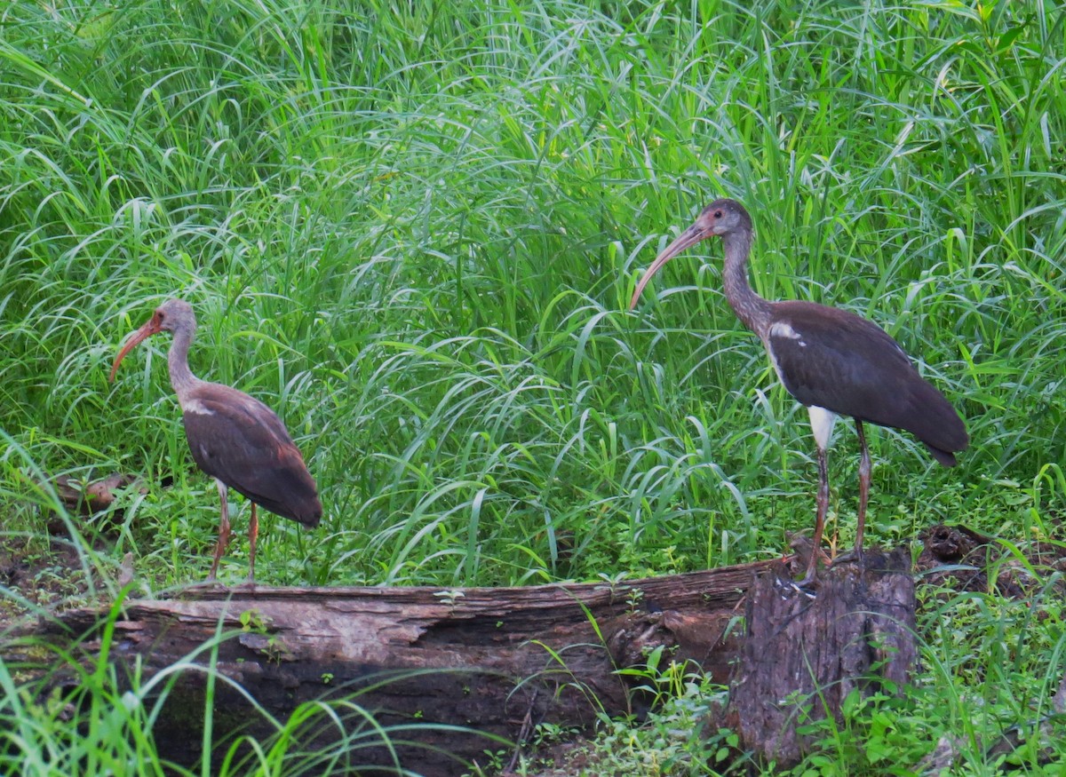 White Ibis - ML479932041