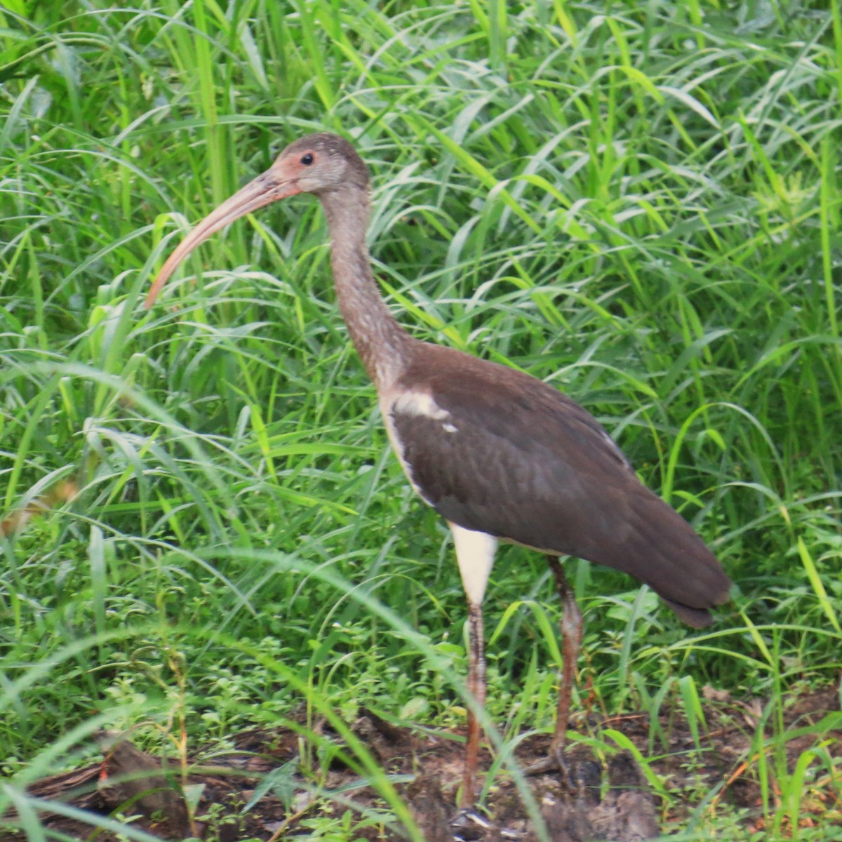 White Ibis - ML479932071