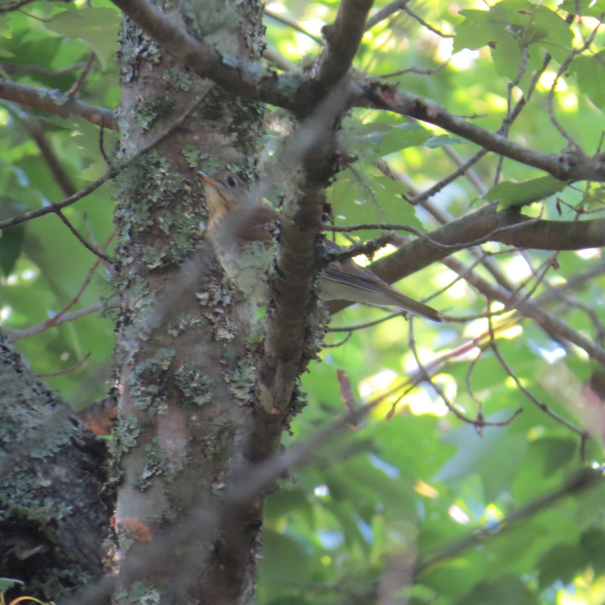 Veery - ML479932221