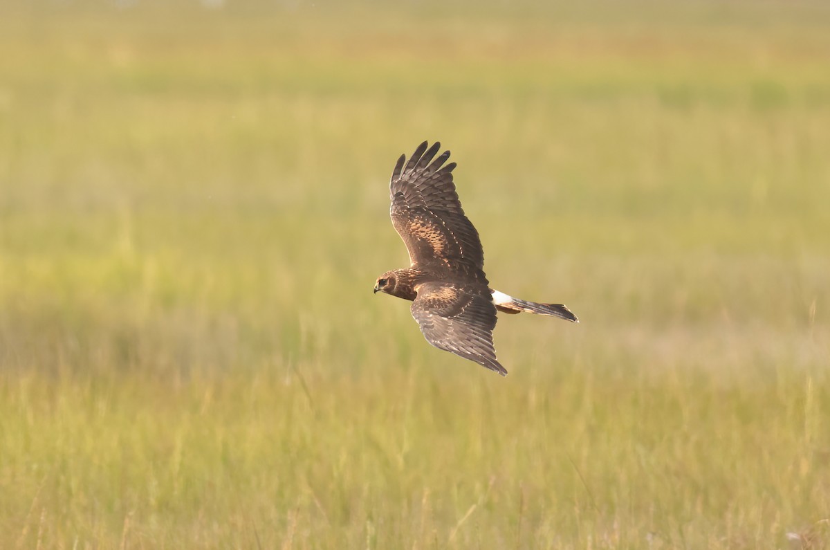 Northern Harrier - Jeremiah Trimble