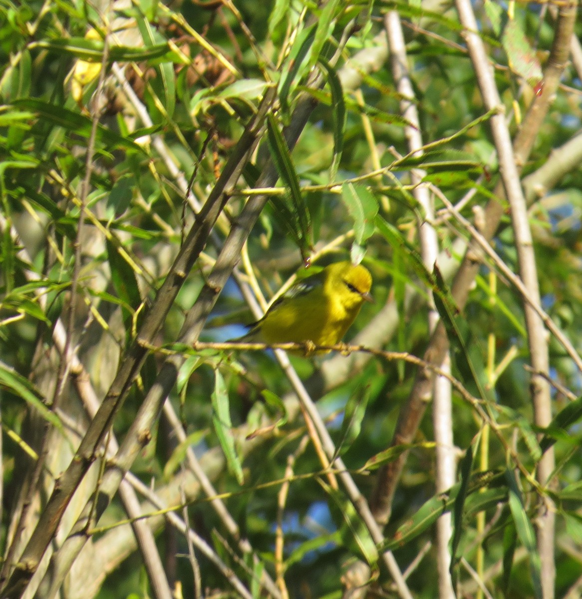 Blue-winged Warbler - ML479932391