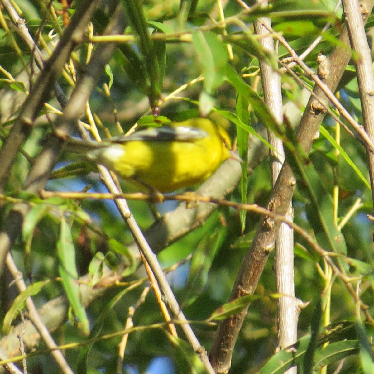 Blauflügel-Waldsänger - ML479932451