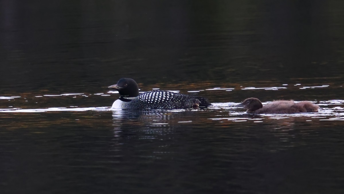 Common Loon - ML479933241