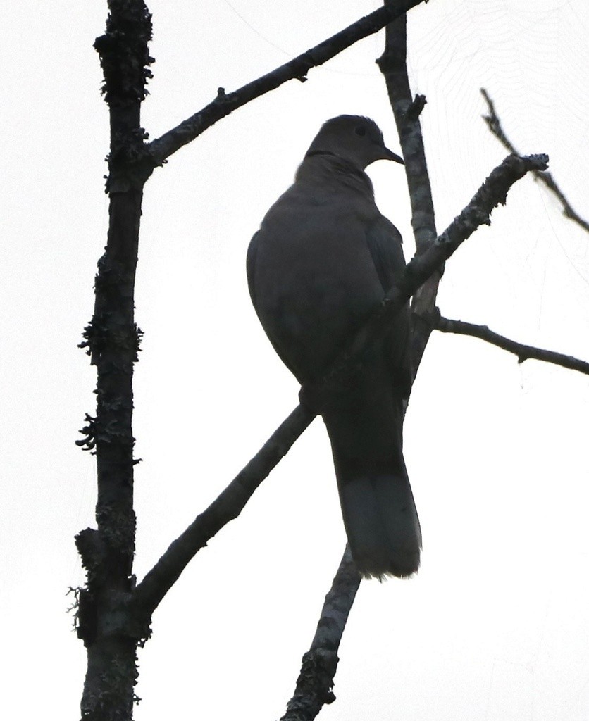 Eurasian Collared-Dove - ML479933421