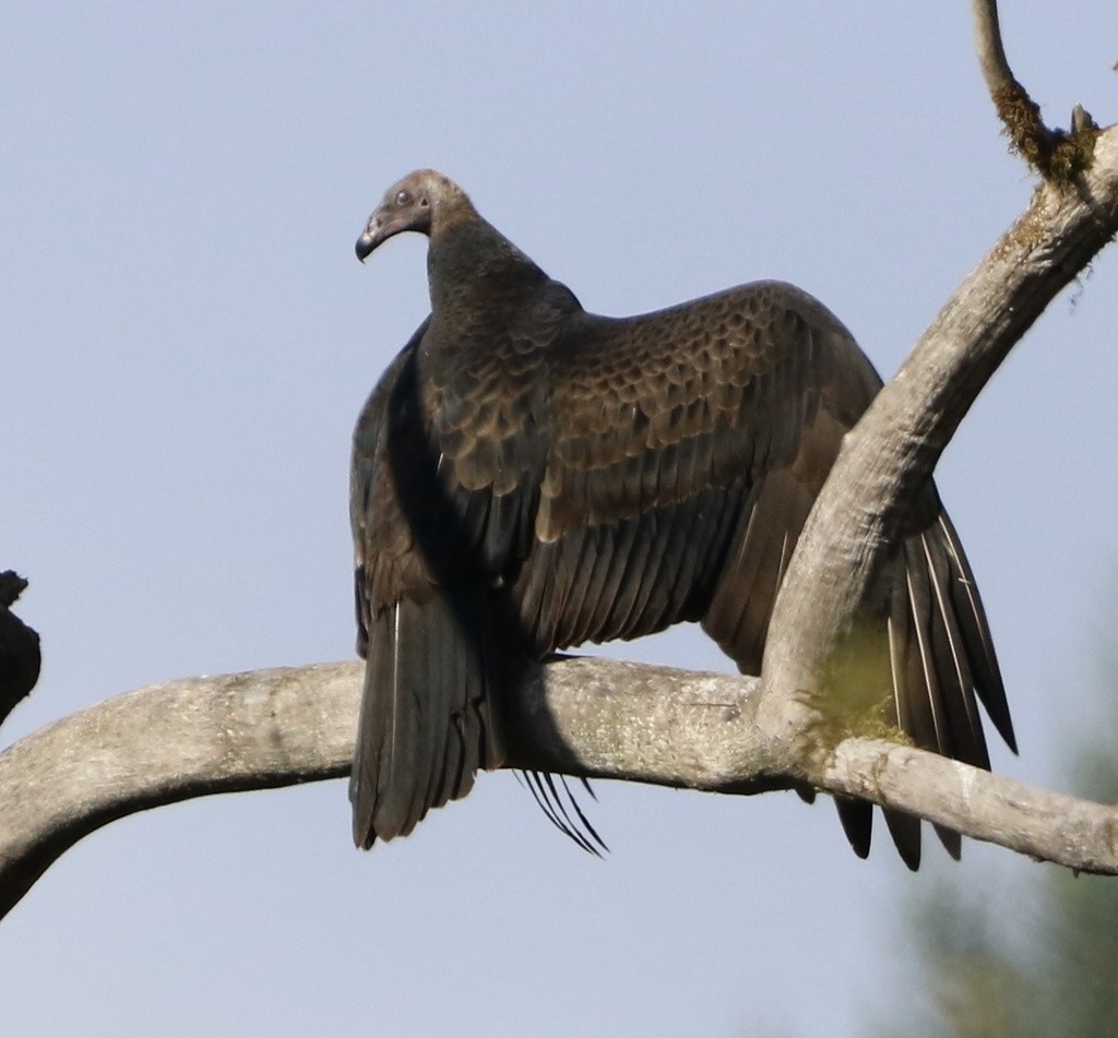 Turkey Vulture - ML479933451