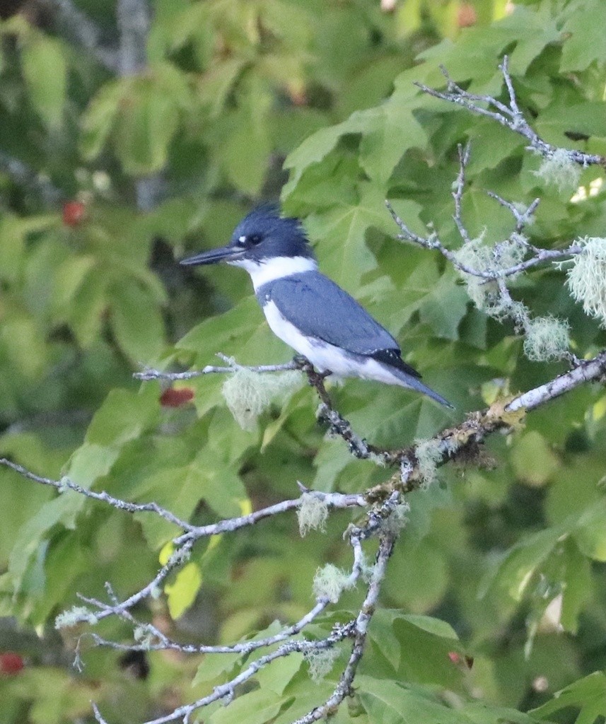 Belted Kingfisher - ML479933481