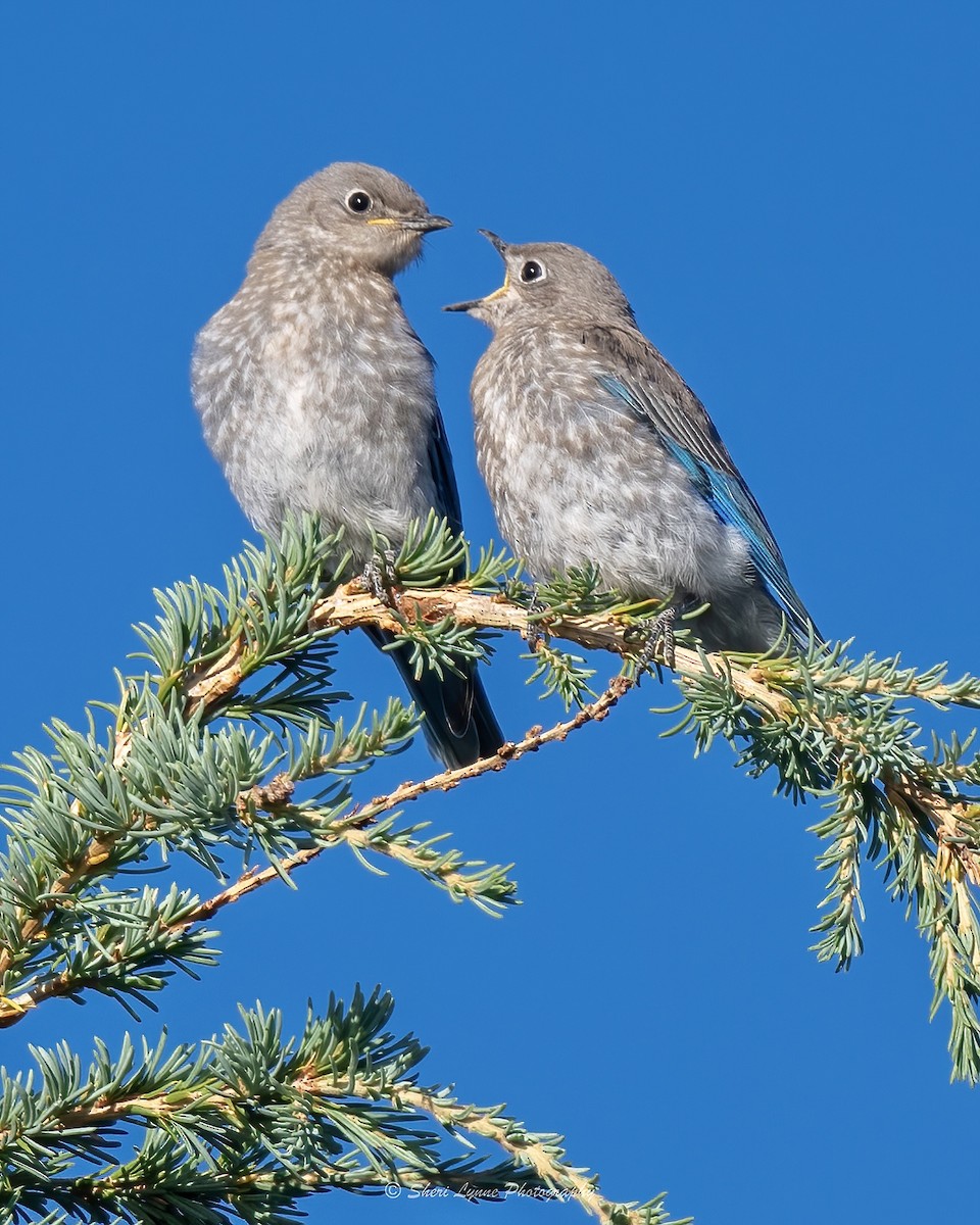 Mountain Bluebird - ML479933801