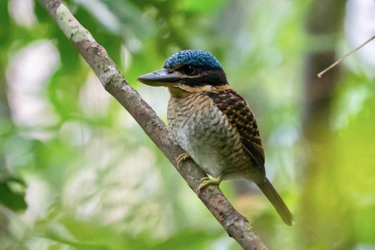 Hook-billed Kingfisher - ML479934461