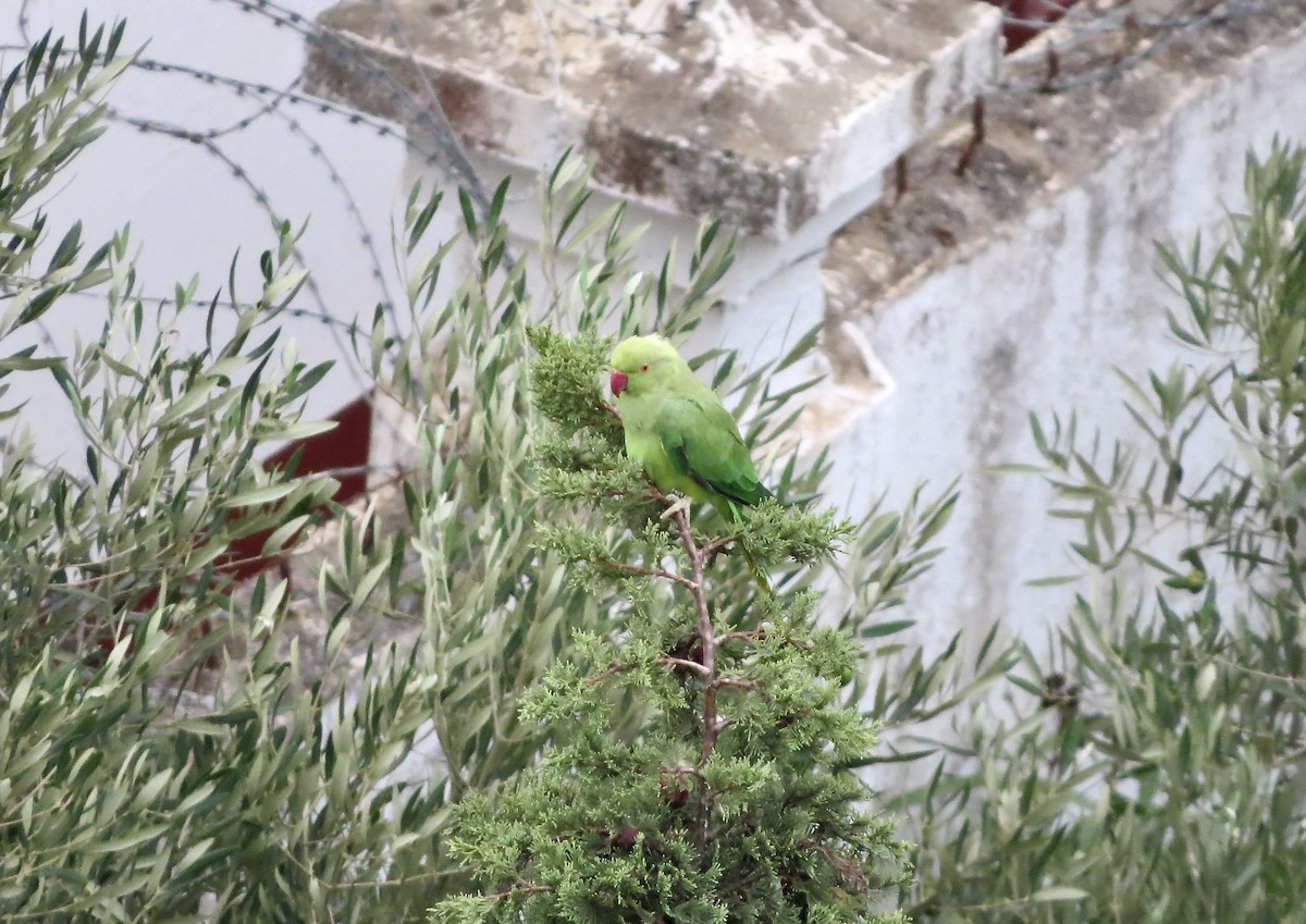 Yeşil Papağan - ML479935021