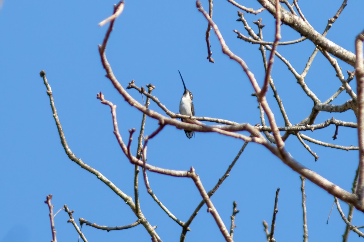 Long-billed Starthroat - ML479935031