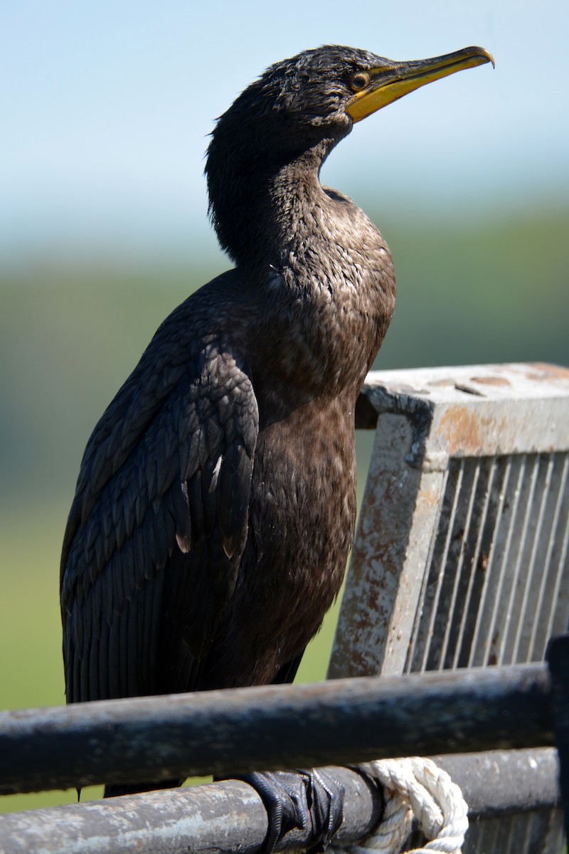 Cormorán Orejudo - ML479935871