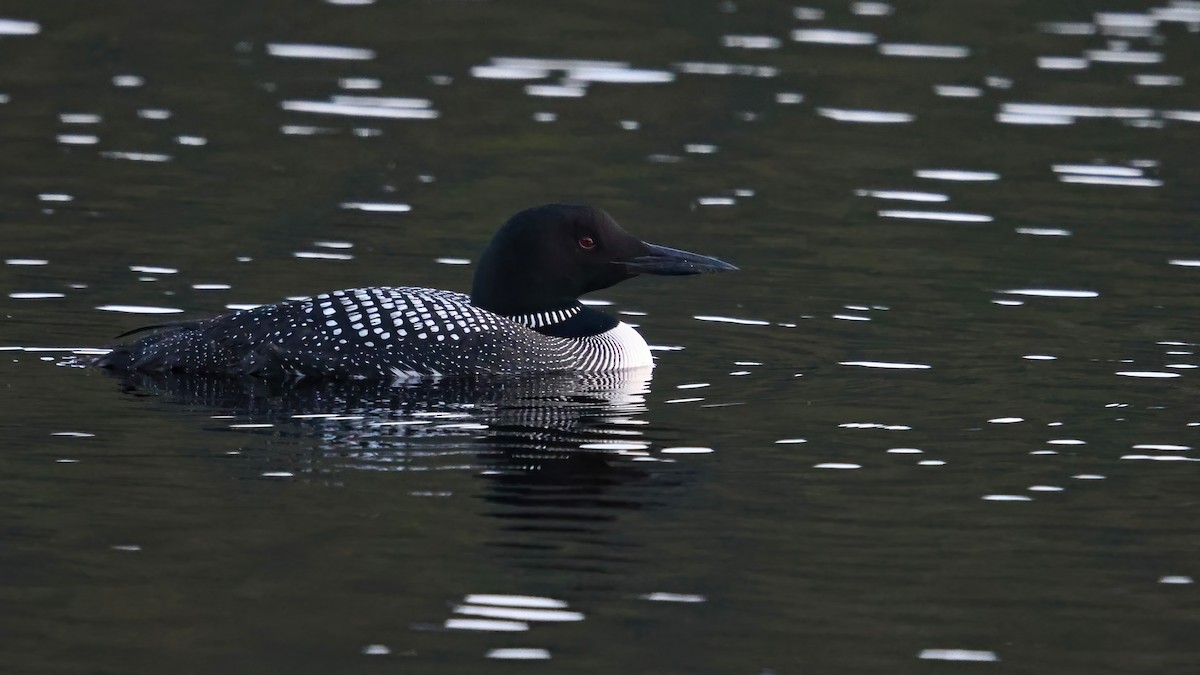 Common Loon - ML479936751