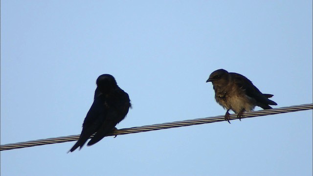 Purple Martin - ML479937