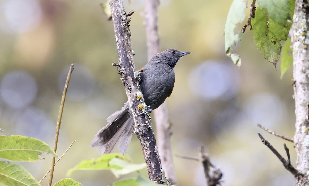 Slaty Spinetail - Anne Bielamowicz