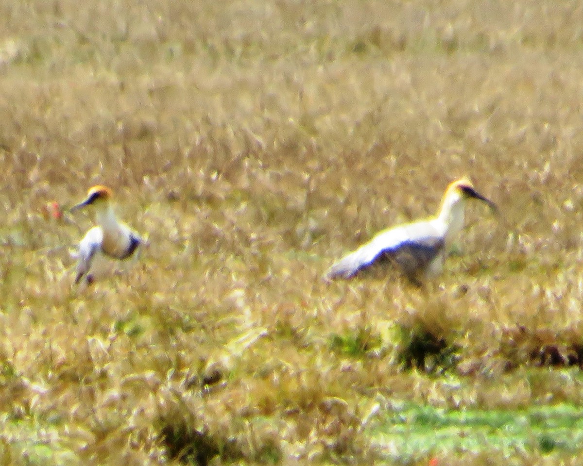 Andean Ibis - ML479938361