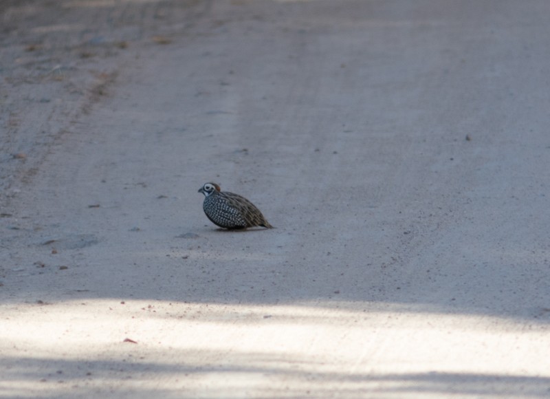 Montezuma Quail - ML47993871