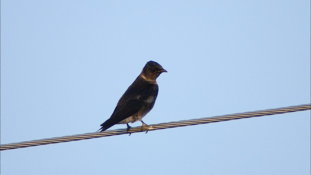 Golondrina Purpúrea - ML479940