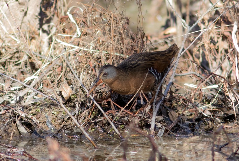 Virginia Rail - ML47994131