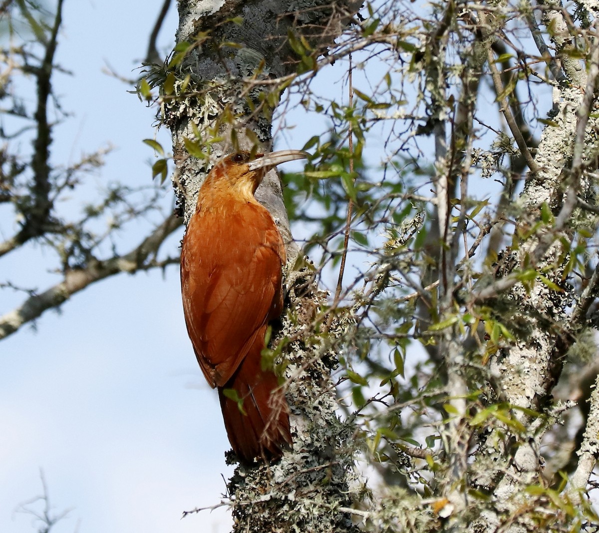 Great Rufous Woodcreeper - ML479941471