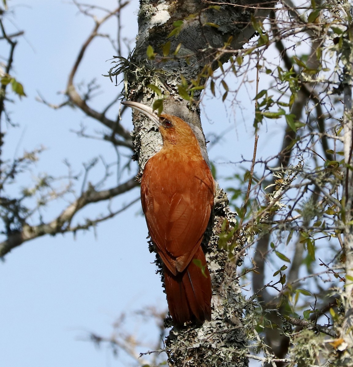 Great Rufous Woodcreeper - ML479941621