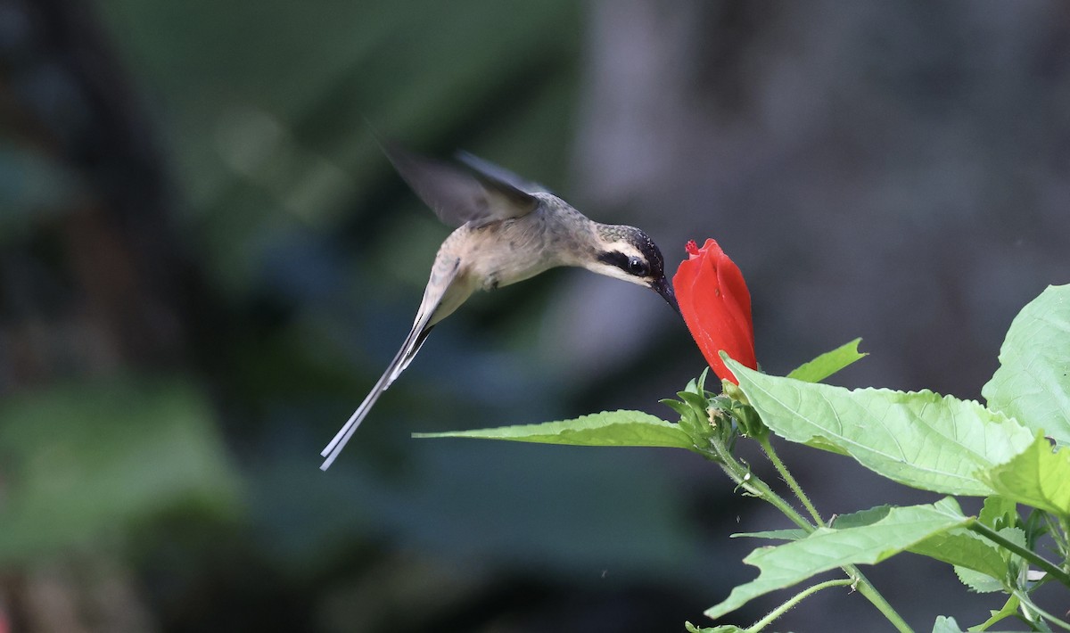 Pale-bellied Hermit - Anne Bielamowicz