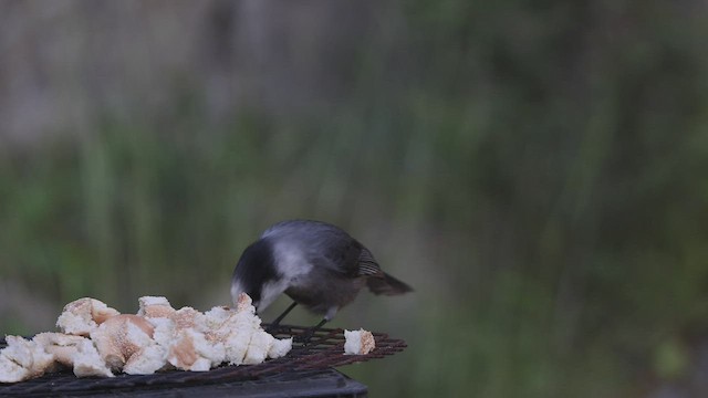 Canada Jay - ML479942411