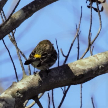 Yellow-rumped Warbler - ML47994281