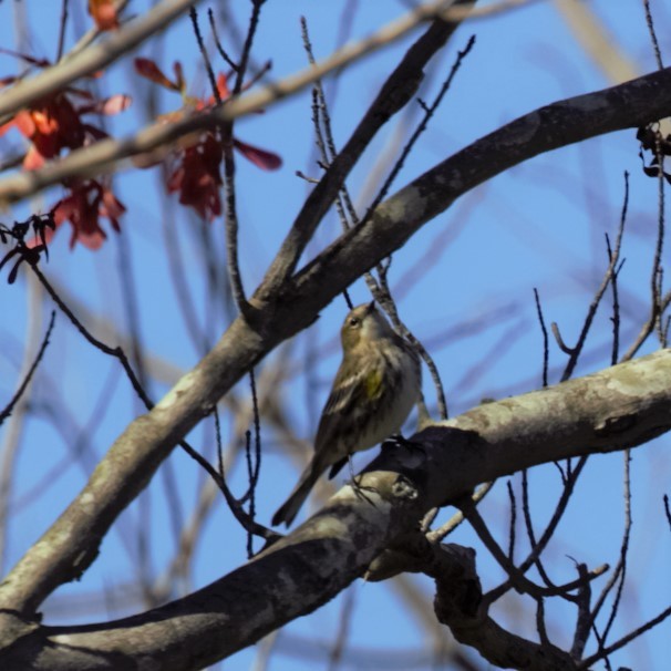 Yellow-rumped Warbler - ML47994291