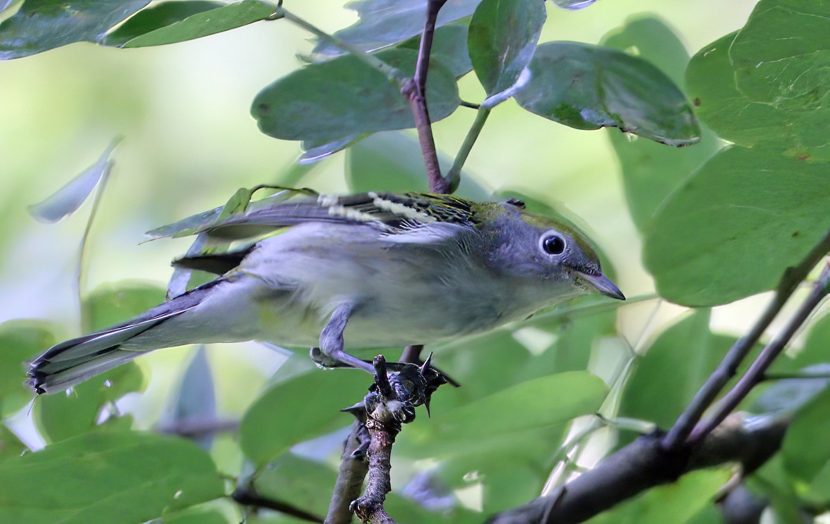 Chestnut-sided Warbler - ML479942961