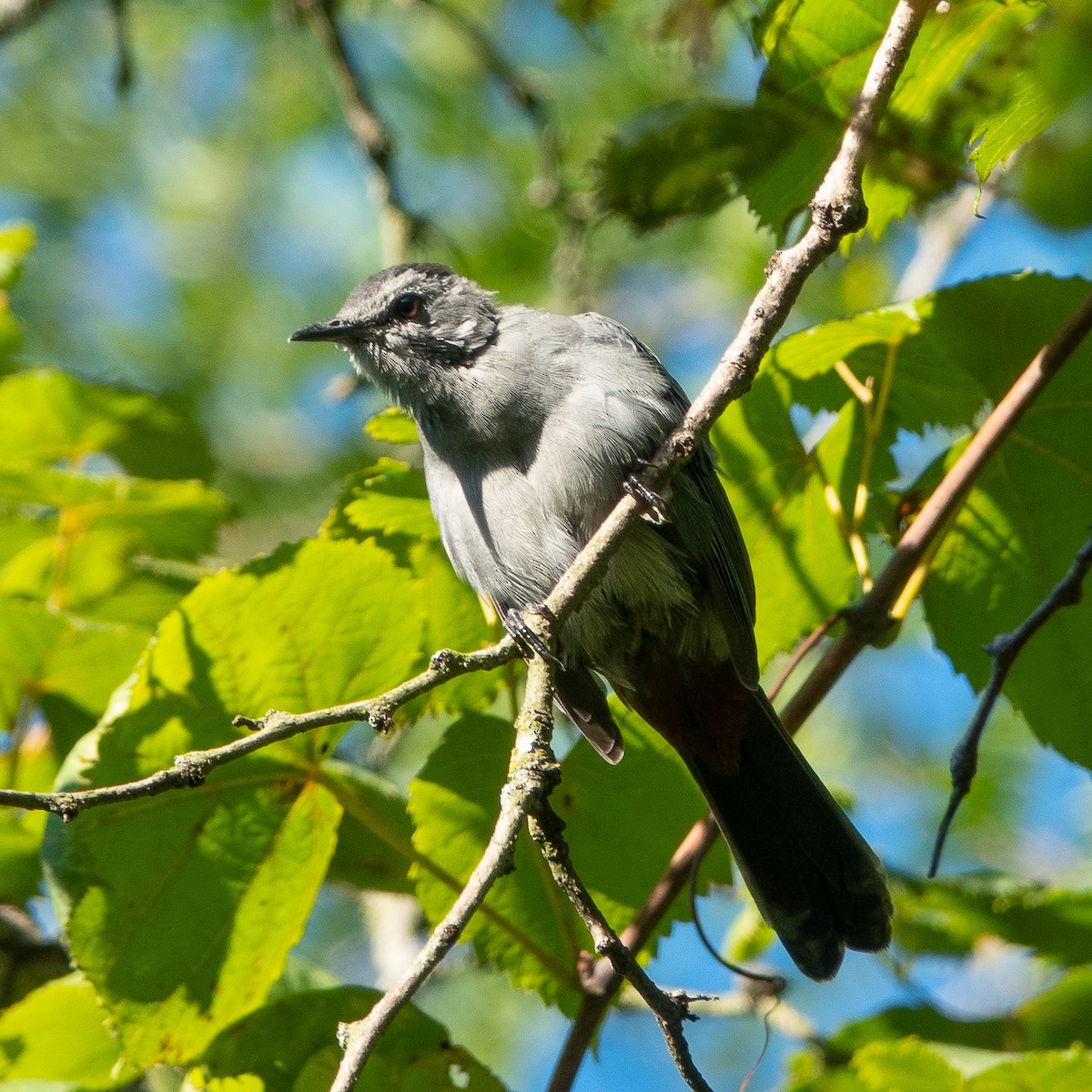 Gray Catbird - Becky Kent