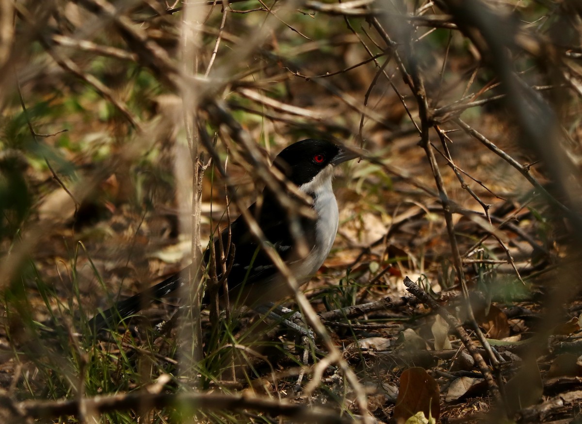 Great Antshrike - ML479943441