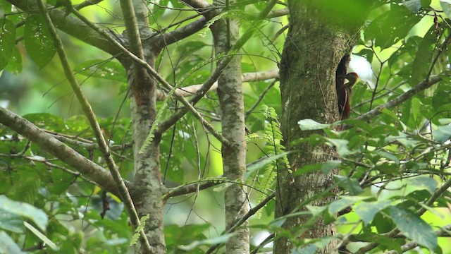 Crimson-winged Woodpecker - ML479945