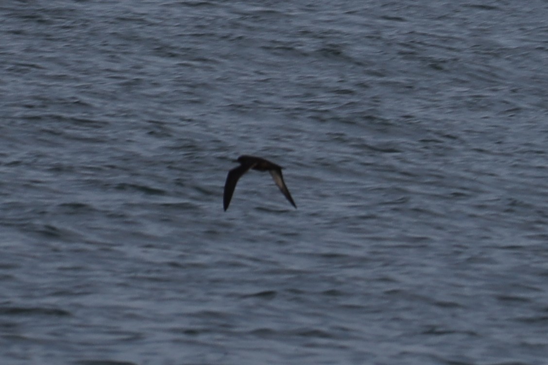 Sooty Shearwater - Ian Thompson