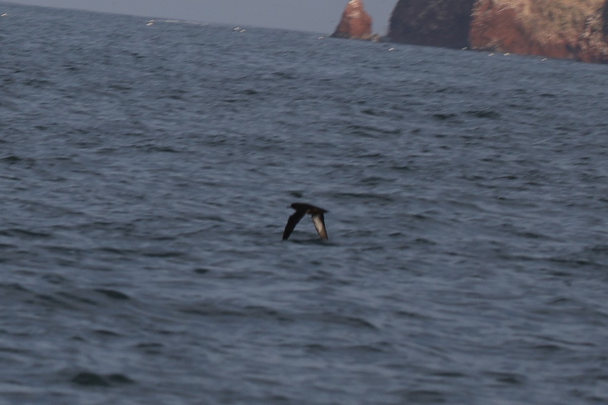 Sooty Shearwater - ML479946801