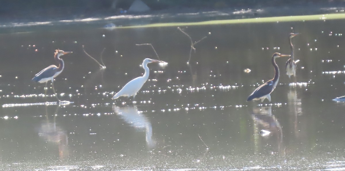 Tricolored Heron - ML479948041