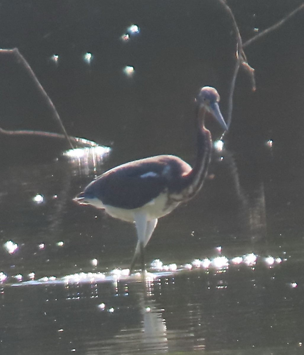 Tricolored Heron - ML479948211