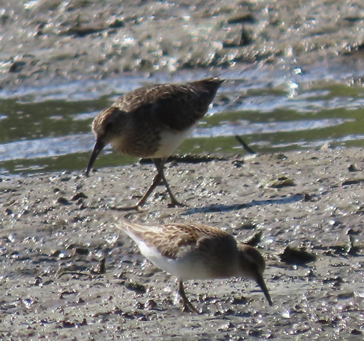 Pectoral Sandpiper - ML479948641