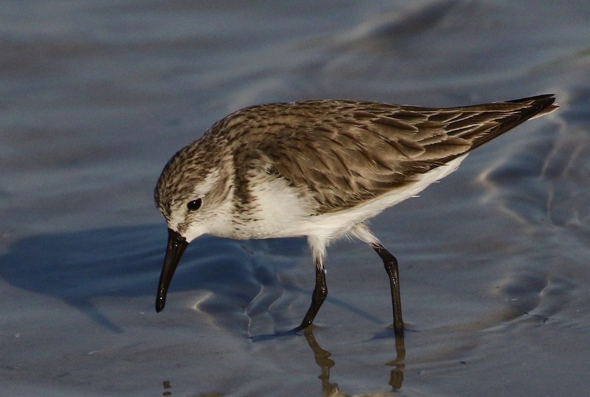 Western Sandpiper - ML47994881