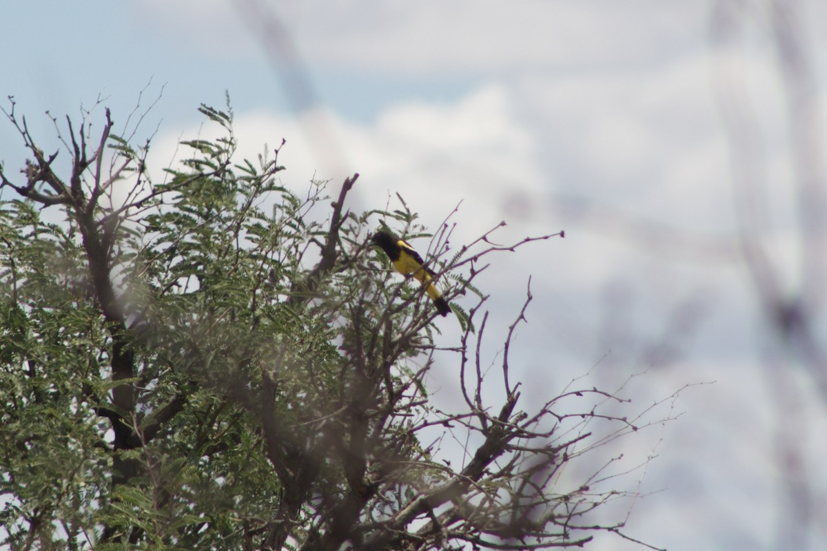 Oriole jaune-verdâtre - ML479949271