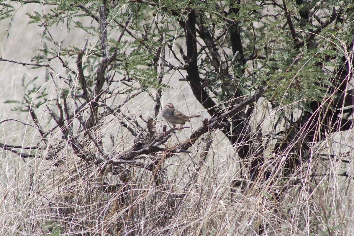 Cassin's Sparrow - ML479949321