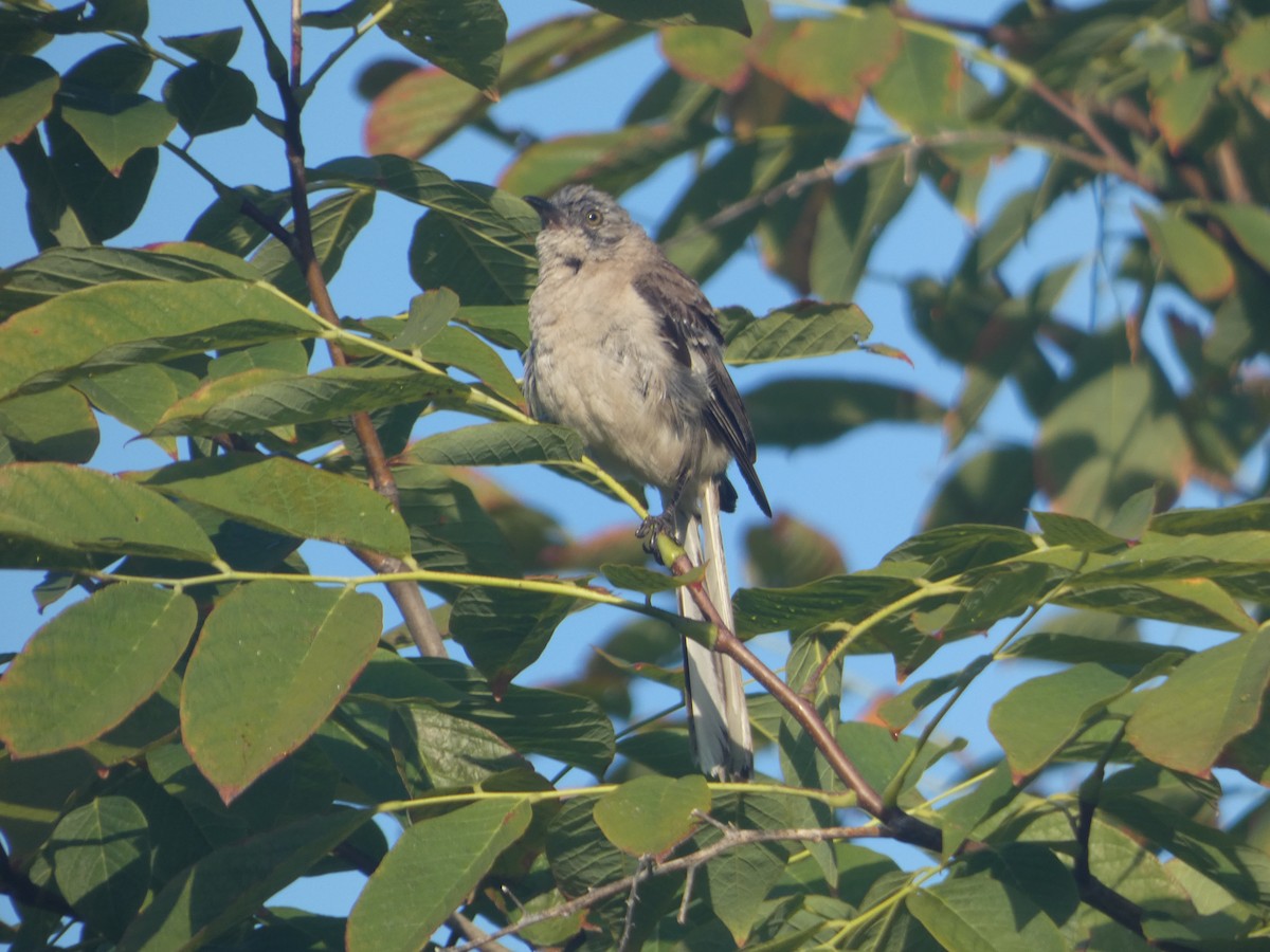 Northern Mockingbird - Nick Dawson